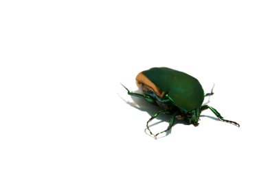 Böcek Böceği. Yeşil metalik böcek. Mücevher böceği. June Bug. Yeşil Meyve Böceği. Yeşil gül kaşığı. Yeşil Böcek. Beyazda izole edilmiş. 