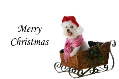 Noel Köpeği. Bichon Frise Noel 'i. Noel için Bichon Frise Dog. Köpekler Noel 'i ve tatilleri sever. Beyazda izole edilmiş. Noel Ağacı ile Bichon Frise. Saf Breed Bichon Frise Köpeği Noel kızağında gülümsüyor. Mutlu Noeller.. 