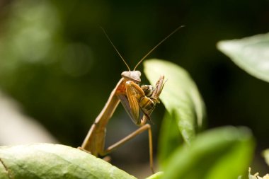 Peygamber devesi. Avrupa Peygamberdevesi. Peygamber devesi arı yiyor. Peygamber devesi dini. Yeşil peygamber devesi. Peygamber devesinin Arı Yemesi 'nin inanılmaz yakın görüntüsü. Yeşil hiyerodula patelliferasının yüzünü kapatın. Dev Asya peygamber devesi. Bilim ve Doğa
