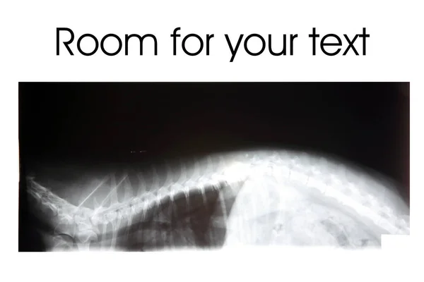 Küçük Bir Köpeğin Röntgenleri Mesaj Için Yer Var Köpek Röntgeni — Stok fotoğraf