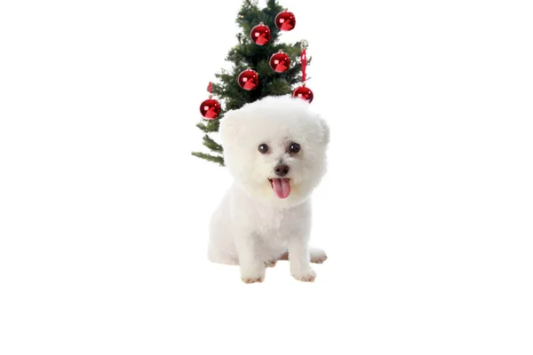 Perro Navidad Bichon Frise Navidad Bichon Frise Dog Para Navidad —  Fotos de Stock