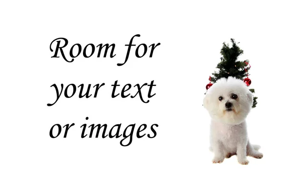 Kersthond Bichon Frise Kerstmis Bichon Frise Dog Voor Kerstmis Honden — Stockfoto