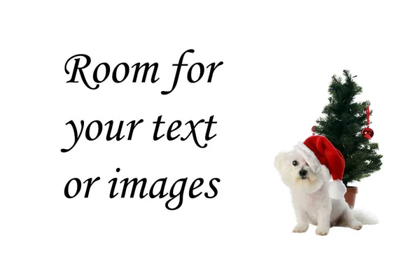 クリスマス ドッグ ビション フライズ クリスマス クリスマスにビション フライズ ドッグ 犬はクリスマスと休日が大好きです 白に隔離されてる — ストック写真