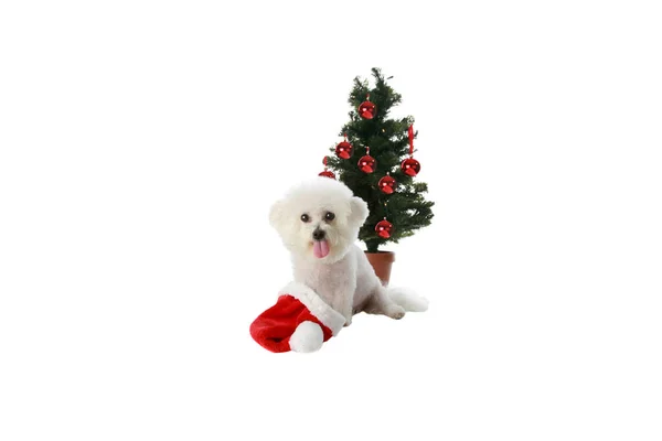 圣诞狗 Bichon Frise圣诞节Bichon Frise Dog的圣诞礼物狗喜欢圣诞节和假日 被白色隔离了Bichon Frise与圣诞树 快乐的微笑圣诞小狗 Bichon Frise的圣诞礼物一条快乐的狗对着圣诞节笑 — 图库照片