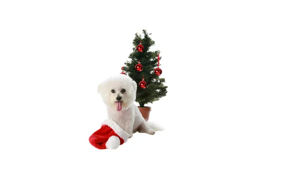 Christmas Dog Bichon Frise Christmas Bichon Frise Dog Christmas Dogs — Stock Photo, Image