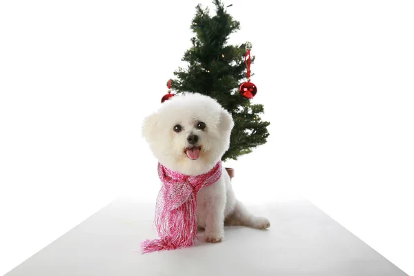 Perro Navidad Bichon Frise Navidad Bichon Frise Dog Para Navidad — Foto de Stock