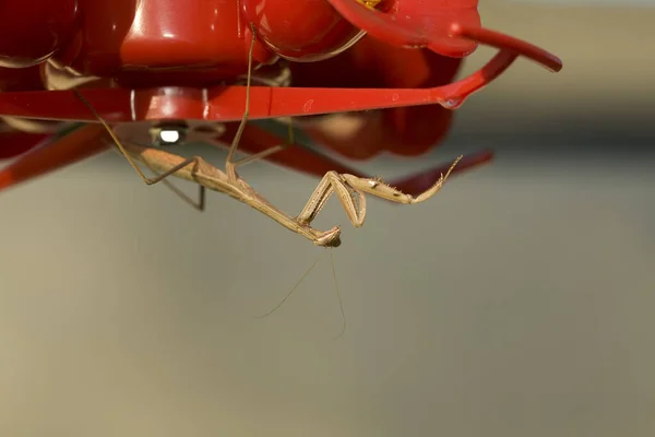 Louva Deus European Mantis Rezando Mantis Esperando Para Pegar Algo — Fotografia de Stock