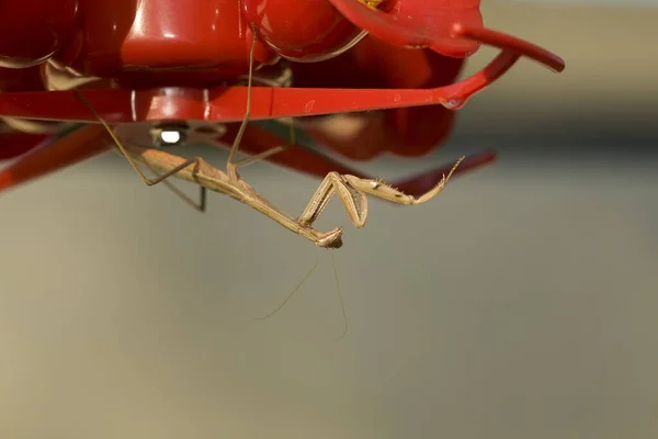 Mantide Che Prega Mantide Europea Preghiera Mantide Attesa Prendere Qualcosa — Foto Stock