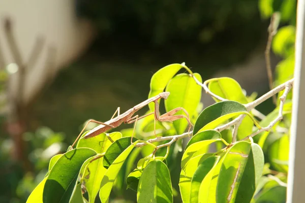 Bidden Mantis Europese Mantis Bidden Mantis Wachten Iets Eten Vangen — Stockfoto