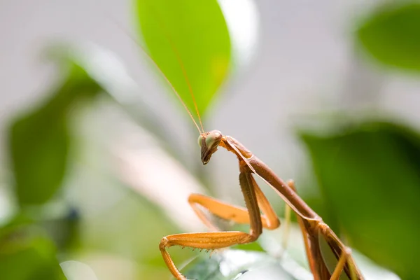 Prier Mantis Mante Européenne Prier Mantis Attendant Attraper Quelque Chose — Photo