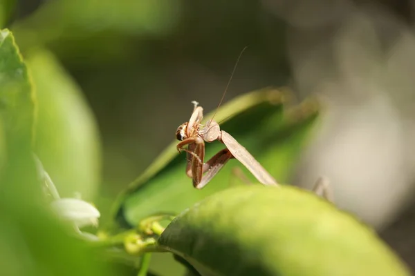 Prier Mantis Mante Européenne Prier Mante Manger Une Abeille Mantis — Photo