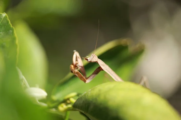 Prier Mantis Mante Européenne Prier Mante Manger Une Abeille Mantis — Photo