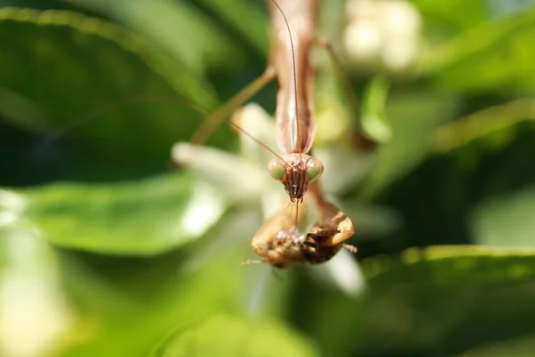 Prier Mantis Mante Européenne Prier Mante Manger Une Abeille Mantis — Photo
