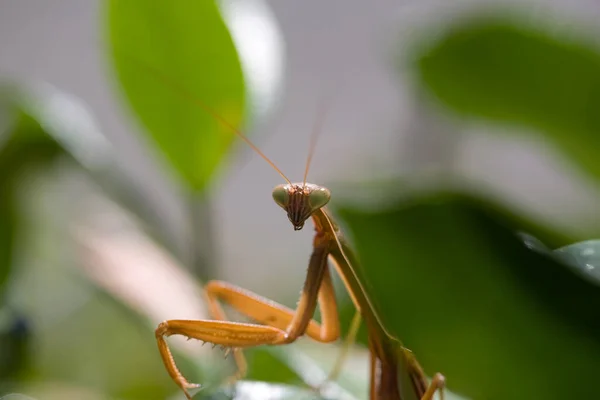 Prier Mantis Mante Européenne Prier Mantis Attendant Attraper Quelque Chose — Photo