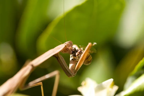 Praying Mantis. European Mantis. Praying Mantis eating a bee. Mantis Religiosa. Green praying mantis. Amazing close up view of a Praying Mantis Eating a Bee. Close up the face of the green Hierodula patellifera. Giant Asian mantis. Science and Nature