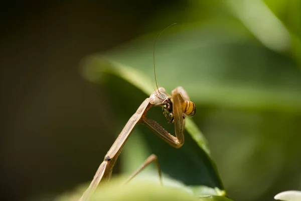 Praying Mantis. European Mantis. Praying Mantis eating a bee. Mantis Religiosa. Green praying mantis. Amazing close up view of a Praying Mantis Eating a Bee. Close up the face of the green Hierodula patellifera. Giant Asian mantis. Science and Nature