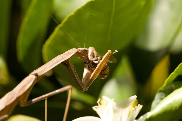 Prier Mantis Mante Européenne Prier Mante Manger Une Abeille Mantis — Photo