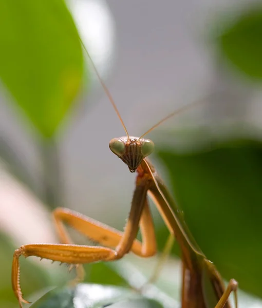 Prier Mantis Mante Européenne Prier Mantis Attendant Attraper Quelque Chose — Photo