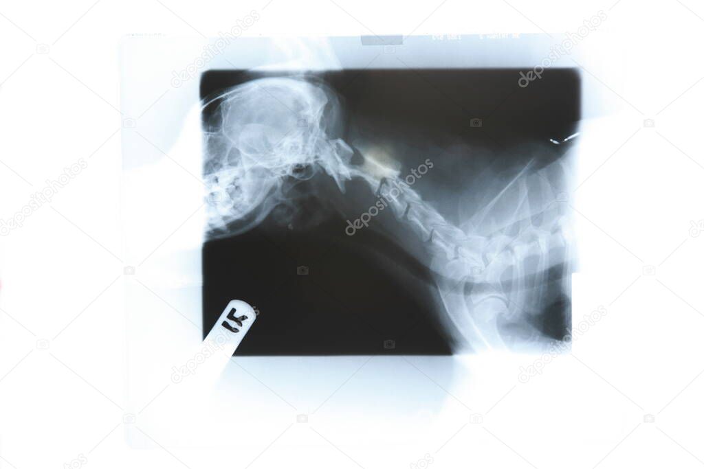 X-Rays of a small dog.  room for text.  Dog X Ray. Dog X Ray Lateral Head and Neck Radiography. canine X ray. veterinarian X-Ray exam of a small dog. Dog with a fractured vertebra X-Ray. 
