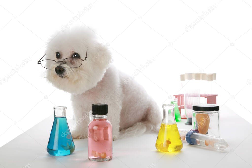 Science Dog. Bichon Frise Scientist. Fifi the Bichon Frise works in a laboratory and experiments with cloning human beings. cute dog in eyeglasses working in chemical laboratory. dog scientist. dog scientists working in a laboratory. smart dog. 