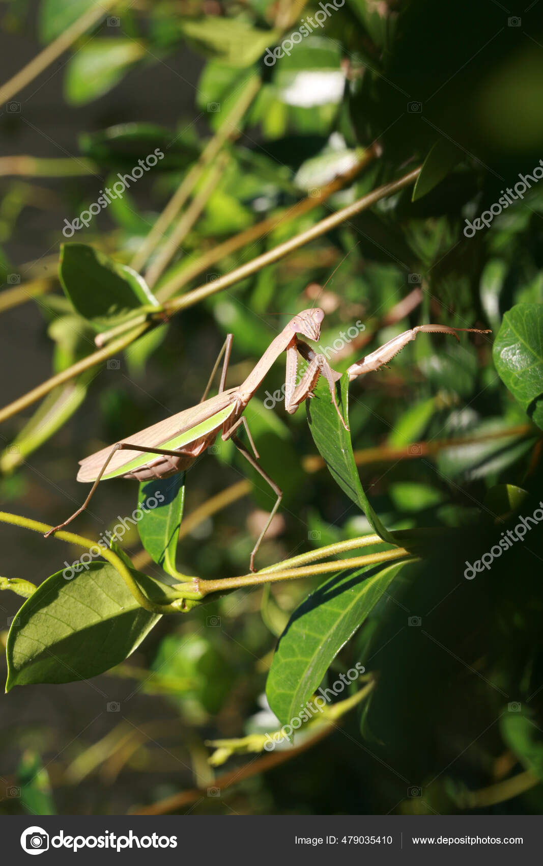 Praying Mantis Beautiful Praying Mantis Leaf Close View Amazing Beneficial Stock Photo by