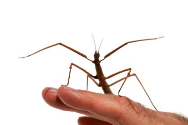 walking stick insect. walking stick bug. Walking stick insect or Phasmids also known as stick insects, stick-bugs, walking sticks, bug sticks or ghost insect.  Close-up of a stick insect. walking sticks can grow from 1 to 12 inches. Phasmatodea.  clipart