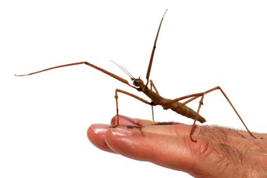 walking stick insect. walking stick bug. Walking stick insect or Phasmids also known as stick insects, stick-bugs, walking sticks, bug sticks or ghost insect.  Close-up of a stick insect. walking sticks can grow from 1 to 12 inches. Phasmatodea.  clipart