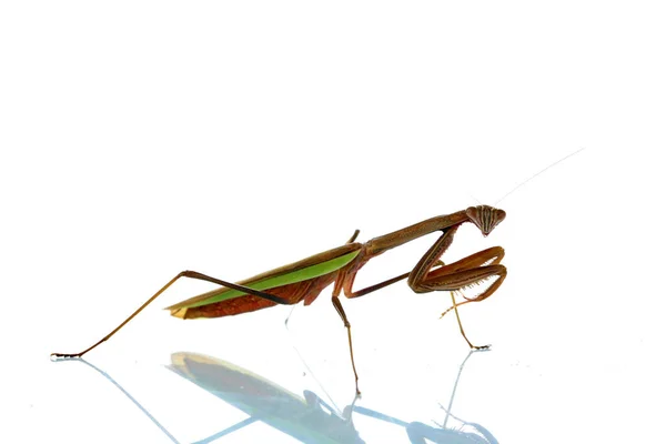 Mantis Europeu Feminino Louva Deus Mantis Religiosa Louva Deus Verde — Fotografia de Stock