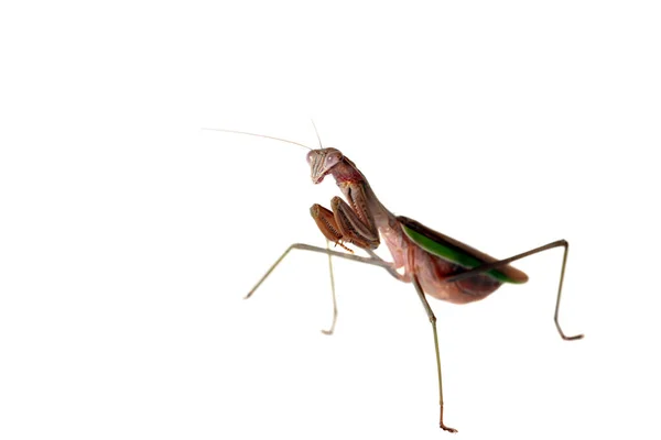 Kvinnliga Europeiska Män Ber Till Mantis Mantis Religiosa Grön Bönsyrsa — Stockfoto