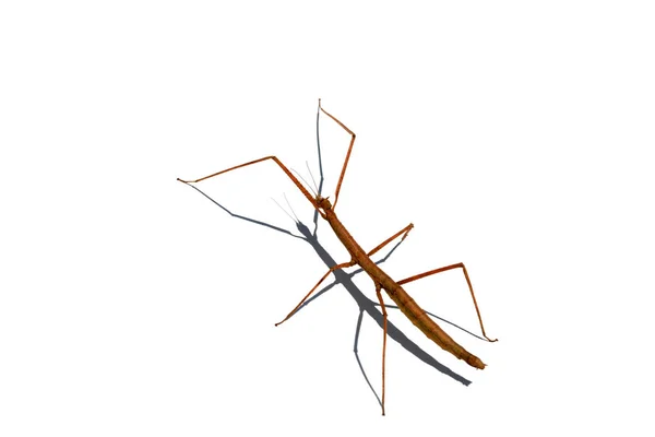 Chodzący Insekt Chodzący Robal Spacer Kij Owady Lub Phasmids Znany — Zdjęcie stockowe