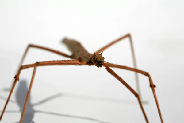 Insecto Bengala Insecto Bengala Andando Inseto Vara Phasmids Também Conhecido — Fotografia de Stock