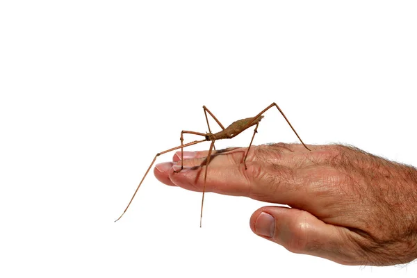 Wandelende Stok Insect Een Wandelende Kever Walking Stick Insect Phasmids — Stockfoto