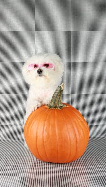 Bichon Frise Cadılar Bayramı. Cadılar Bayramı için safkan bir Bichon Frise Puppy portakallı balkabağı. Bir Bichon Frise, Cadılar Bayramı için poz verir ve balkabağı fotoğrafı çeker. Bichon Frise, Cadılar Bayramı kostümünü balkabağıyla modellerken gülümsüyor.. 