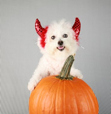 Bichon Frise Cadılar Bayramı. Cadılar Bayramı için safkan bir Bichon Frise Puppy portakallı balkabağı. Bir Bichon Frise, Cadılar Bayramı için poz verir ve balkabağı fotoğrafı çeker. Bir Bichon Frise, balkabağıyla Şeytan Köpek kostümünü modellerken gülümsüyor.. 