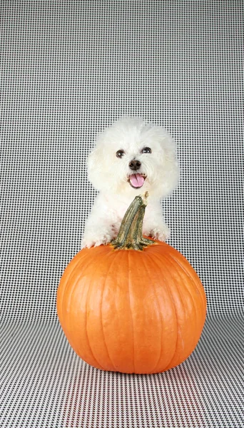 Bichon Frise Halloween Een Purebred Bichon Frise Puppy Haar Orange — Stockfoto