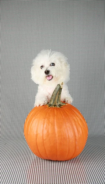 Bichon Frise Halloween Een Purebred Bichon Frise Puppy Haar Orange — Stockfoto