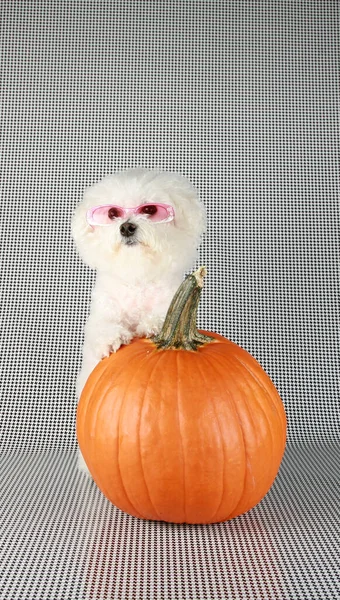 Bichon Frise Halloween Purosangue Bichon Frise Puppy Sua Zucca Arancione — Foto Stock