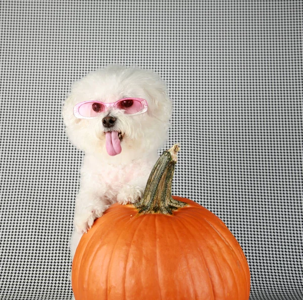 Bichon Frise Halloween Purosangue Bichon Frise Puppy Sua Zucca Arancione — Foto Stock