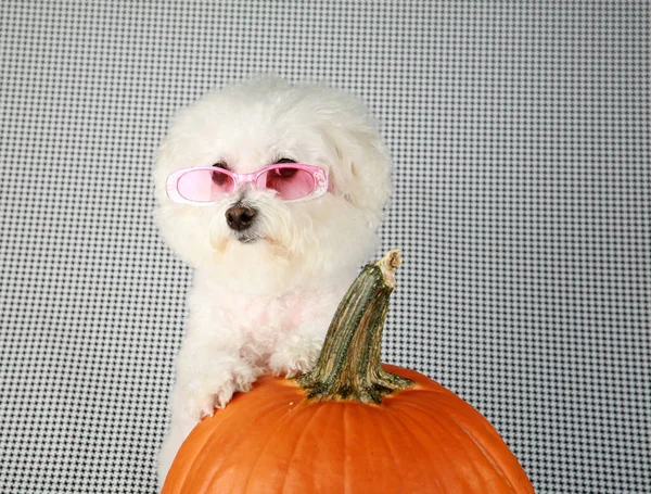 Bichon Frise Halloween Een Purebred Bichon Frise Puppy Haar Orange — Stockfoto