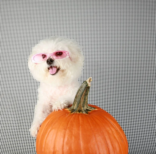 Bichon Frise Halloween Een Purebred Bichon Frise Puppy Haar Orange — Stockfoto