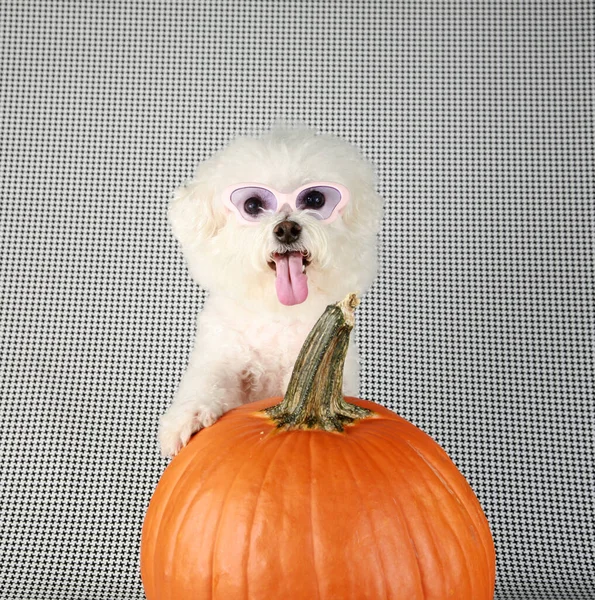 Bichon Frise Halloween Een Purebred Bichon Frise Puppy Haar Orange — Stockfoto