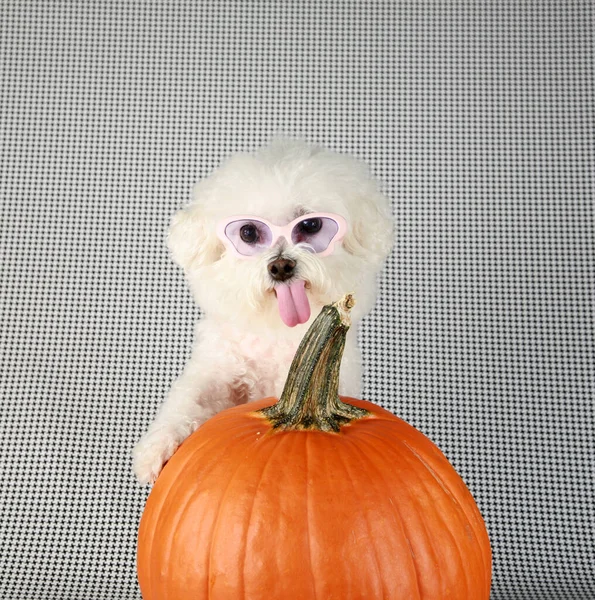 Bichon Frise Halloween Een Purebred Bichon Frise Puppy Haar Orange — Stockfoto