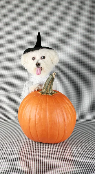 Bichon Frise Halloween Purosangue Bichon Frise Puppy Sua Zucca Arancione — Foto Stock