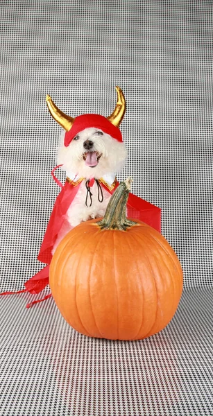 Bichon Frise Halloween Purebred Bichon Frise Puppy Orange Pumpkin Halloween — стокове фото