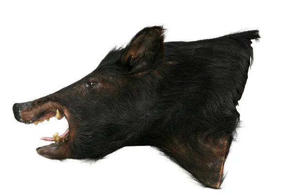Wildschweine Präparation Eines Wildschweinkopfes Isoliert Auf Weiß Raum Für Text — Stockfoto