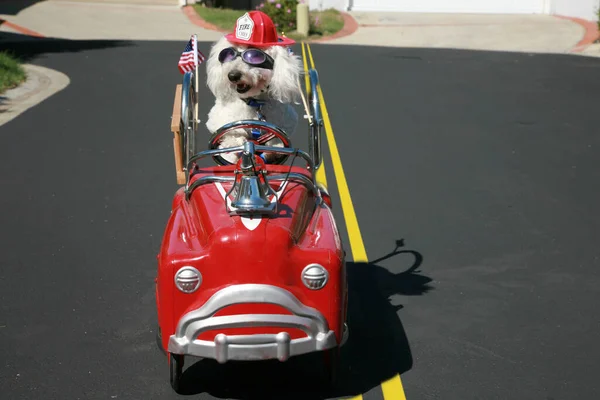 Dog in Pedal Car. Happy Dog in car. Bichon Frise Dog enjoys a ride in a pedal car. Bichon Frise, takes her Red Hot Rod Pedal Car out for a ride. Dogs love cars. Bichon Frise Dog races to the scene of a cat caught fight in her fire truck pedal car!