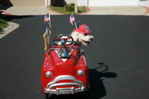 Dog in Pedal Car. Happy Dog in car. Bichon Frise Dog enjoys a ride in a pedal car. Bichon Frise, takes her Red Hot Rod Pedal Car out for a ride. Dogs love cars. Bichon Frise Dog races to the scene of a cat caught fight in her fire truck pedal car!