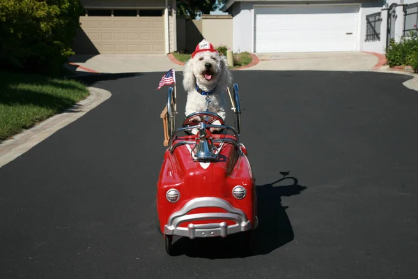 Dog in Pedal Car. Happy Dog in car. Bichon Frise Dog enjoys a ride in a pedal car. Bichon Frise, takes her Red Hot Rod Pedal Car out for a ride. Dogs love cars. Bichon Frise Dog races to the scene of a cat caught fight in her fire truck pedal car!