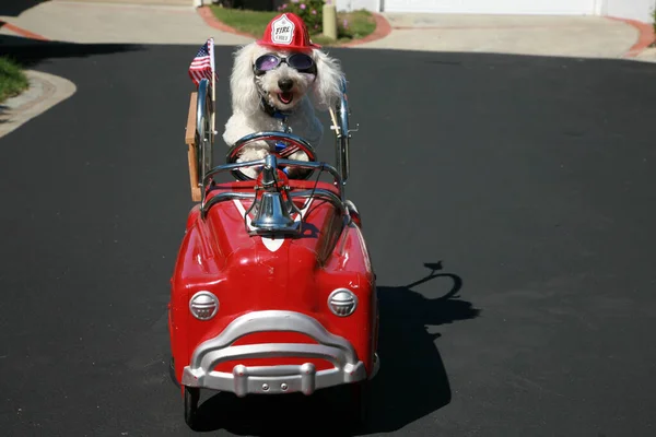 Dog in Pedal Car. Happy Dog in car. Bichon Frise Dog enjoys a ride in a pedal car. Bichon Frise, takes her Red Hot Rod Pedal Car out for a ride. Dogs love cars. Bichon Frise Dog races to the scene of a cat caught fight in her fire truck pedal car!