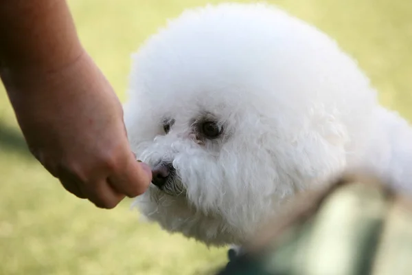 Bichon Frise Dog. A Bichon Frise gets a dog snack. Bichon Frise. Bichon dogs are sweet, fun, loving lap dogs who enjoy the company of humans and other animals alike.